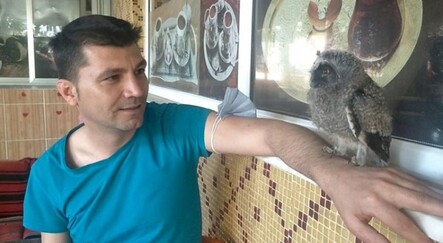 Yuvasından düşen yavru baykuşu esnaf sahiplendi - dunya
