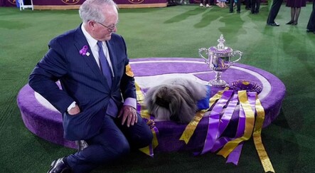 ABD'de köpek güzellik yarışmasını 'Wasabi' kazandı - dunya