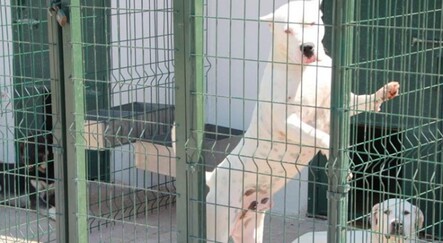 Bu köpekleri beslemenin cezası 11 bin TL - gundem