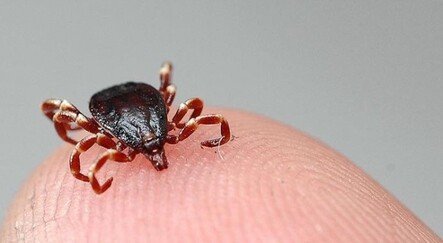 Bu yıl bildirilen 243 kene vakasından 13 kişi hayatını kaybetti - gundem