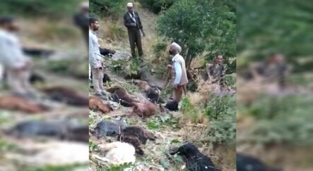 Dağdan inen kurtlar, 70 koyunu yedi - yasam