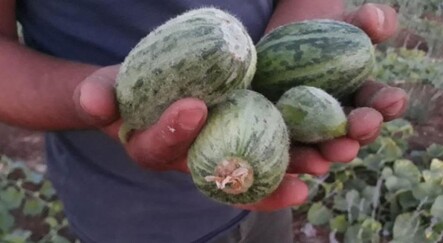 Dışı karpuza, içi kavuna, tadı salatalığa benziyor - dunya