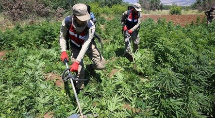 Diyarbakır'da büyük operasyon: Tarlalara 7 milyon kök kenevir ekmişler - turkiye