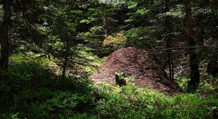 Görenler şaşıp kalıyor! Karınca yuvalarının boyu 1 metreyi buluyor - dunya