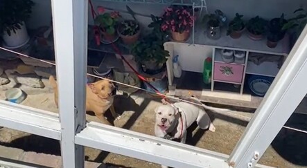 İstanbul'da pitbull dehşeti: 56 dikiş atıldı - yasam