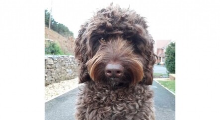 Köpeği gördü, intihardan vazgeçti - yasam