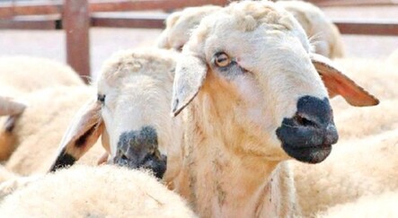 Tokalaşma yasak maske zorunlu - saglik