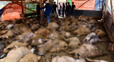 Ağıla giren kurtlar 103 koyunu telef etti, 43 koyunu yaraladı - yasam