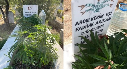Anneanne ve dedesinin mezarına kenevir ekti - dunya
