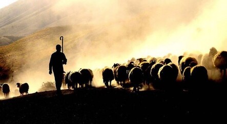 Çobanların kavgasında kan aktı: 1 ölü - yasam