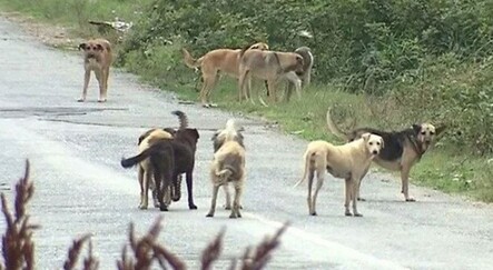 Danıştay'dan sokak köpeği saldırısı kararı! Sorumlu valilik ve belediyeler - yasam