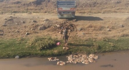 Mide bulandıran görüntü! Kurbanlık atıklarını akarsuya attı - yasam