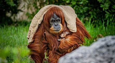 Nesilleri tehlikedeydi: Hayvanat bahçesinde Sumatra orangutanı sevinci - dunya