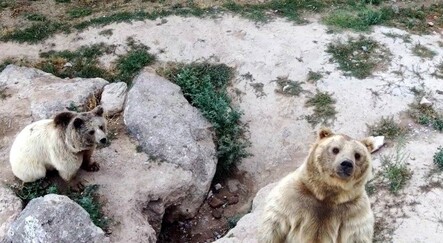 Ayıların drone ile imtihanı! Görüntüler gülümsetti - yasam