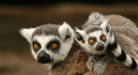 Hayvanat bahçesinden lemur ve tamarin maymunu çaldılar - yasam