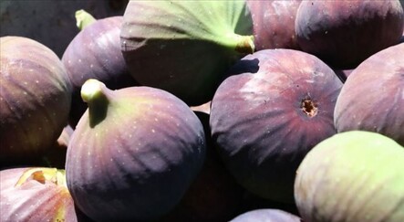 İnciri kabuğuyla birlikte tüketin - ekonomi