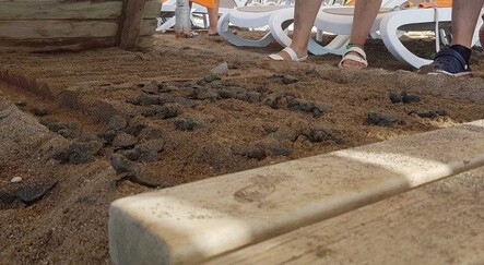 Onlarca yavru caretta, sahildeki yürüme yolu altında telef oldu - yasam