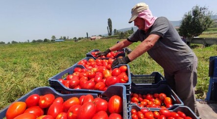 Salçalık domates tarlada 50 kuruş, salçanın kilosu ise markette 12 lira - saglik