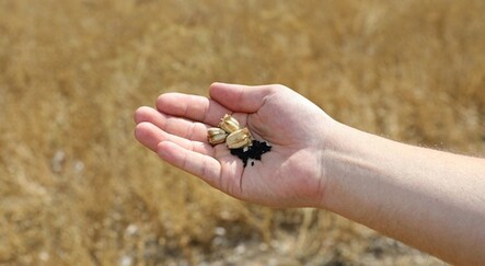 Siyez buğdayı ve çörek otunda hasat zamanı - ekonomi
