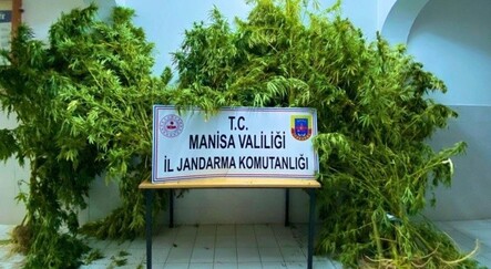 5 evin bahçesinde 43 kök kenevir ele geçirildi - dunya