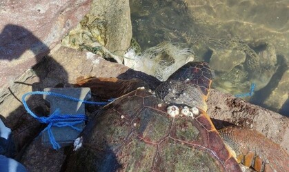 Caretta caretta'yı koluna taş bağlayıp denize attılar - yasam