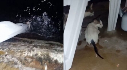 Denize düşen yavru kedi bez parçasıyla kurtarıldı - yasam