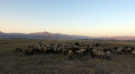 Etkisini sürdüren kuraklık çobanları da vurdu! - dunya