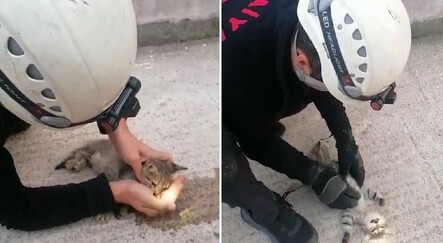 İtfaiye ekipleri kalbi duran yavru kediyi kalp masajıyla hayata döndürdü - yasam