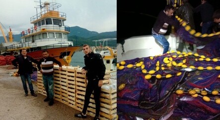 Karadeniz’de balık bolluğu yaşanıyor - ekonomi