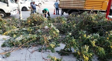Sert esen rüzgar ağaçları devirdi - yasam