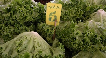 Yeşillik ürünlerinde zam şampiyonu marul oldu! Fiyatı 10 günde iki katına çıktı - ekonomi