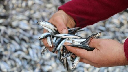 10-15 liraya kadar geriledi: Hamside bolluk fiyatları düşürdü - ekonomi