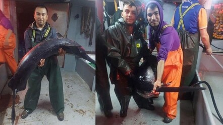 Balıkçılar şaşkına döndü: 60 yıl sonra boğazda kılıç balığı yakalandı - ekonomi