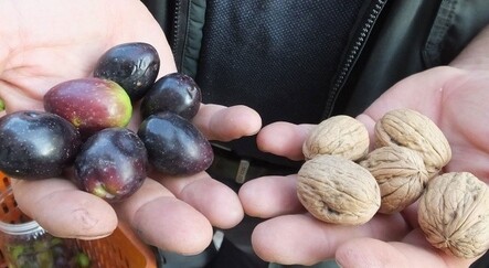 Burhaniyeli üretici ceviz büyüklüğünde zeytin yetiştirdi - yasam