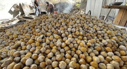 Elazığ’ın tescilli lezzeti! Ağın leblebisine talep artıyor - turkiye