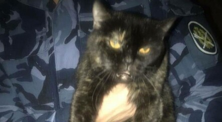 Hapishane içinde uyuşturucu taşıyan kedi yakalandı - dunya