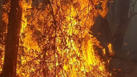Kütahya'da orman yangını - yasam