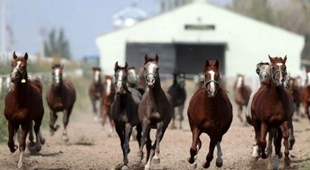 Şampiyonların elit tayları İstanbul’da ihaleye çıkıyor - ekonomi