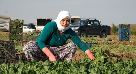 Üreticiler ve işçiler zehirli ıspanak iddiası nedeniyle zor zamanlar geçiriyor - yasam