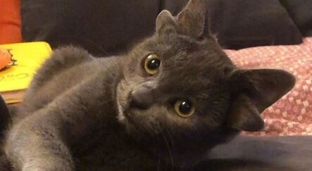 4 kulağı olan Midas sosyal medyada viral oldu - saglik