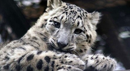 ABD’de üç kar leoparı koronavirüsten öldü - dunya