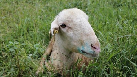 Adana'da mavi dil hastalığı nedeniyle iki mahalle karantinaya alındı - yasam