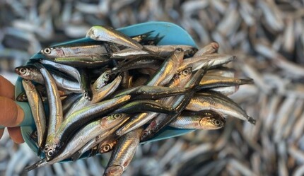 Bakan Kurum'dan müsilaj müjdesi: Tehlikeyi bitirdik - gundem