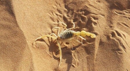 Bilim adamları akrep zehrini incelemeye başladı: Koronavirüse karşı koruyabilir - yasam