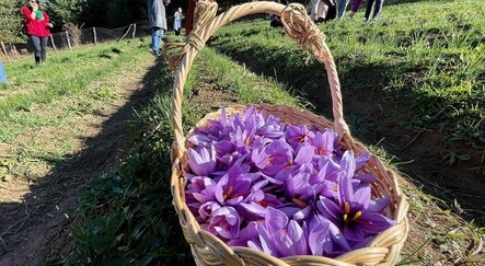 Fındığa alternatif olarak safran yetiştirdi! 5 katı fazla kazanıyorlar - yasam