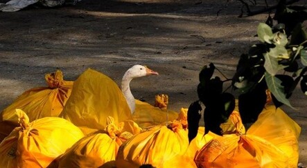 Güney Kore’de kuş gribi salgını! Avrupa'da da yayılıyor - dunya