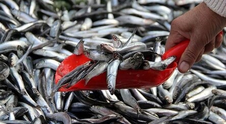 Hamsi 30 TL'den düşmüyor - ekonomi