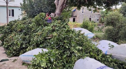 Hatay'da toplanıyor, dünyaya ihraç ediliyor! Kilosu 1500 lira - ekonomi
