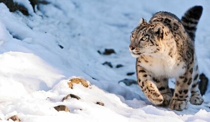 Leoparlar virüs kurbanı - dunya