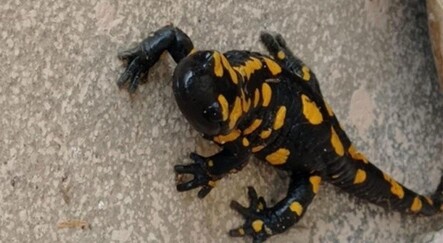 Plastik sandı, canlı çıktı! - TÜRKİYE